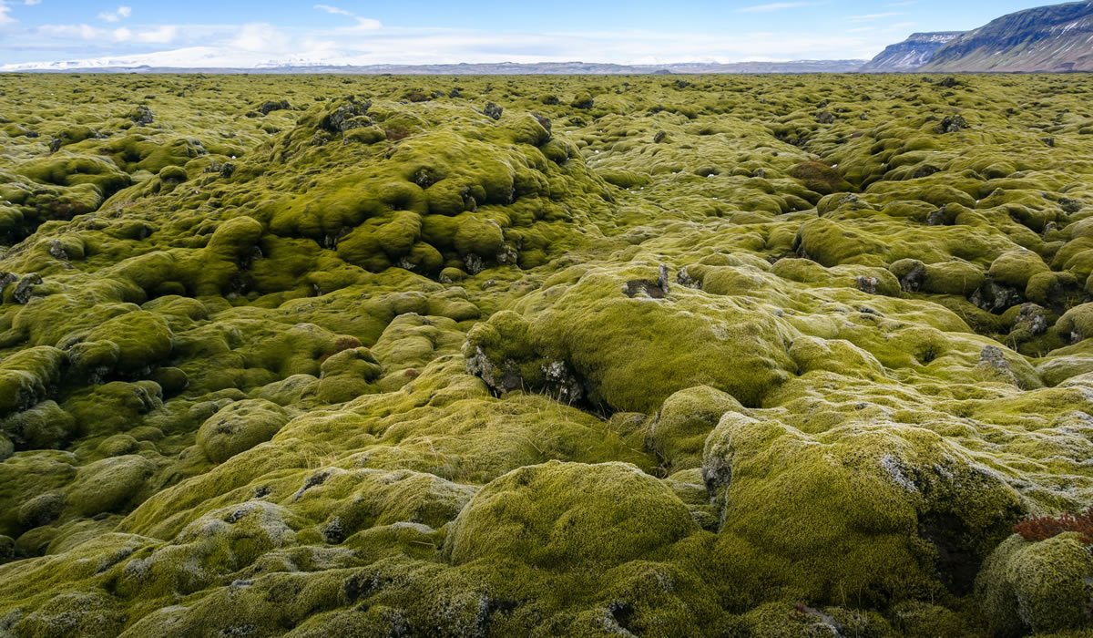 ¿Qué es el musgo de Islandia?